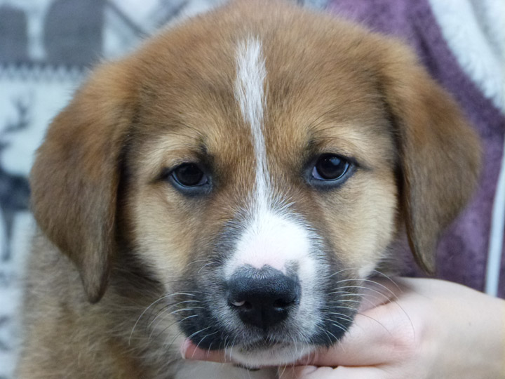 chinook puppy